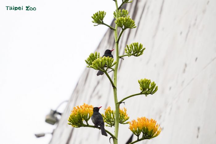 把握花期朝聖！臺北動物園「世紀之花」龍舌蘭壯麗盛放，一生僅此一次